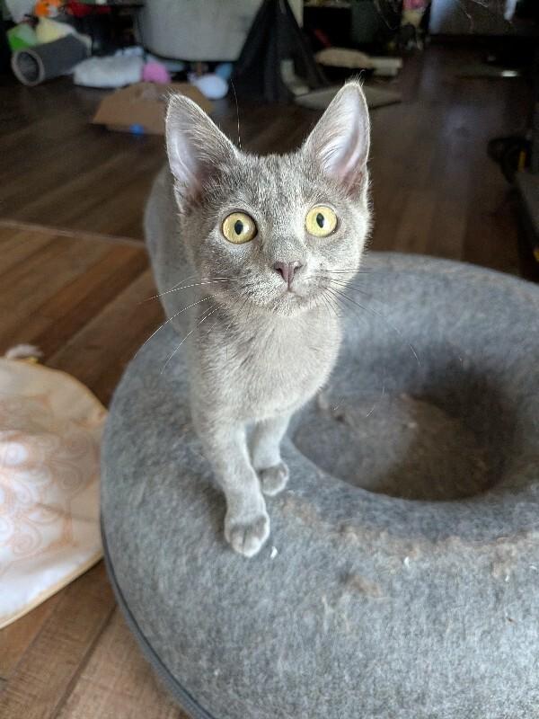 Graybie, a Adoptable Domestic Short Hair in Fort Collins, CO image 2/3