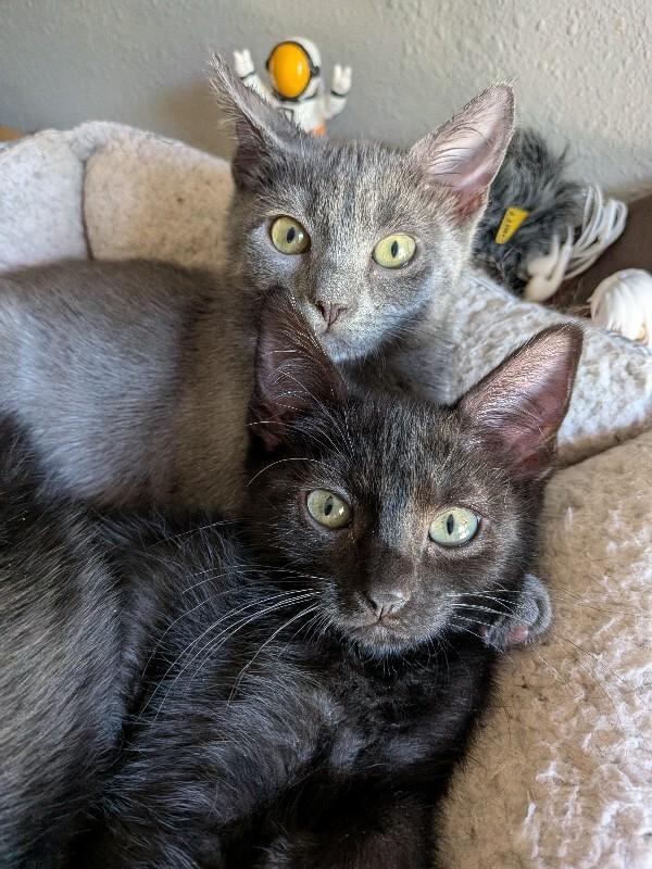Graybie, a Adoptable Domestic Short Hair in Fort Collins, CO image 3/3