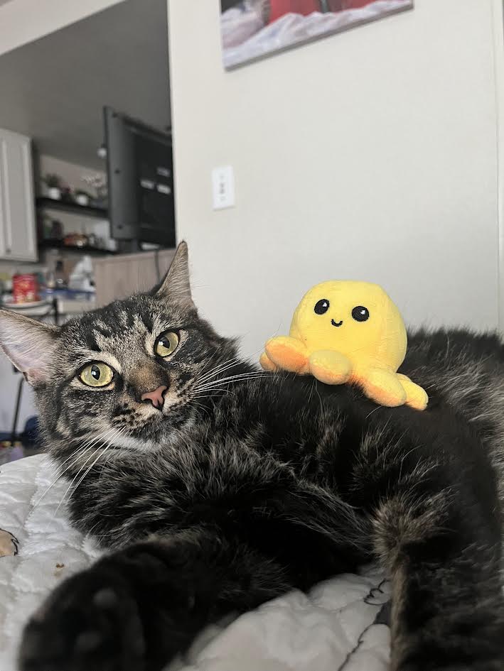 Amber, a Adoptable Domestic Medium Hair in Davis, CA image 5/6