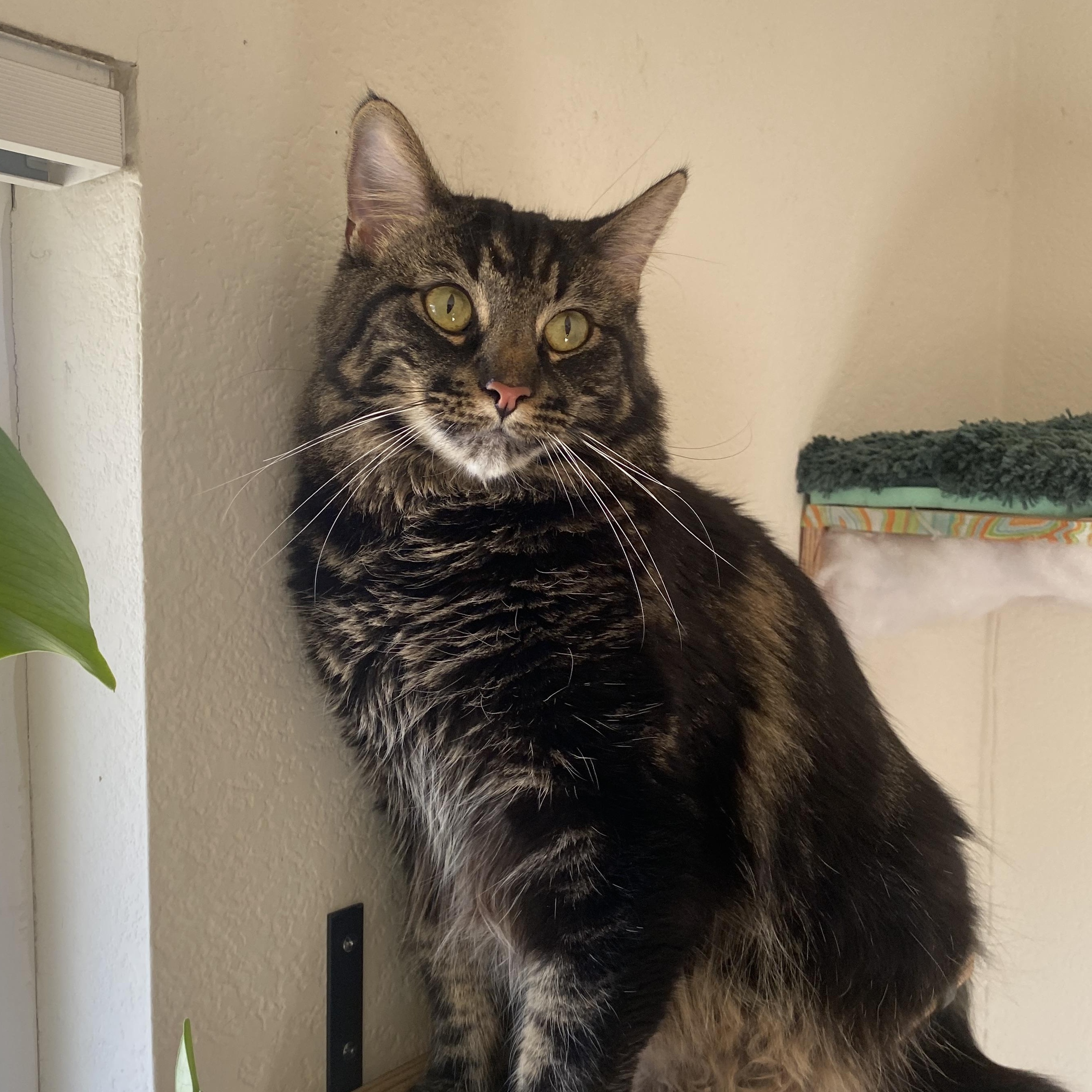 Amber, a Adoptable Domestic Medium Hair in Davis, CA image 1/6