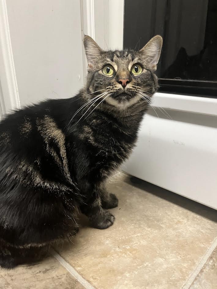 Amber, a Adoptable Domestic Medium Hair in Davis, CA image 6/6