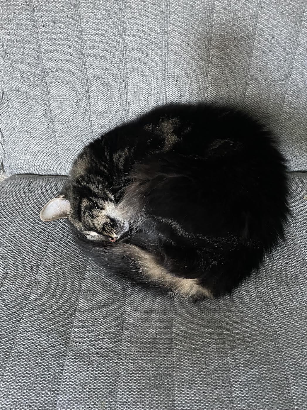 Amber, a Adoptable Domestic Medium Hair in Davis, CA image 2/6