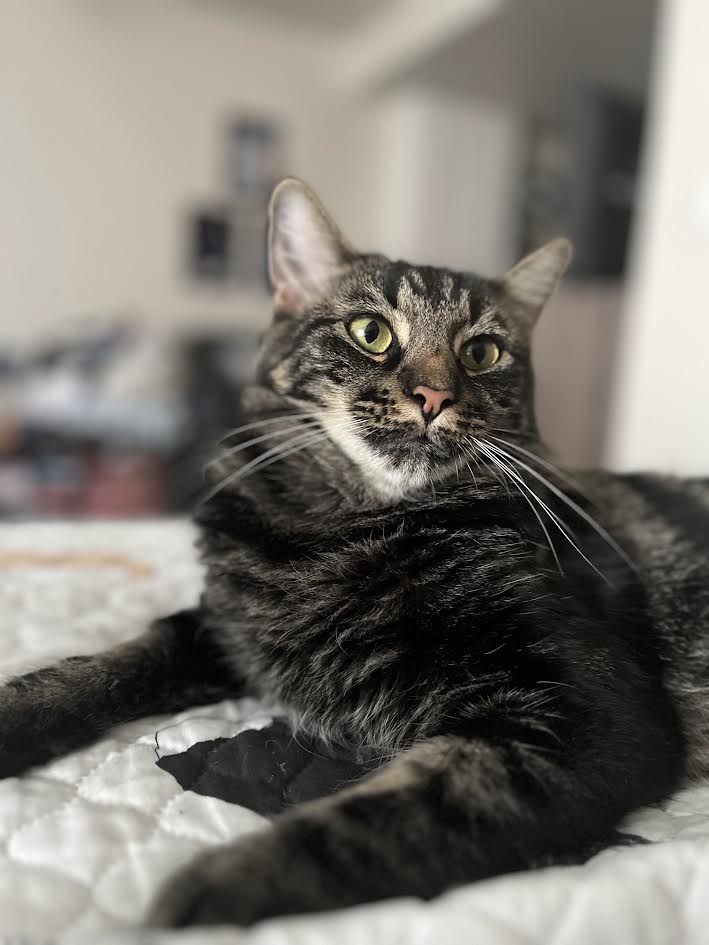 Amber, a Adoptable Domestic Medium Hair in Davis, CA image 4/6