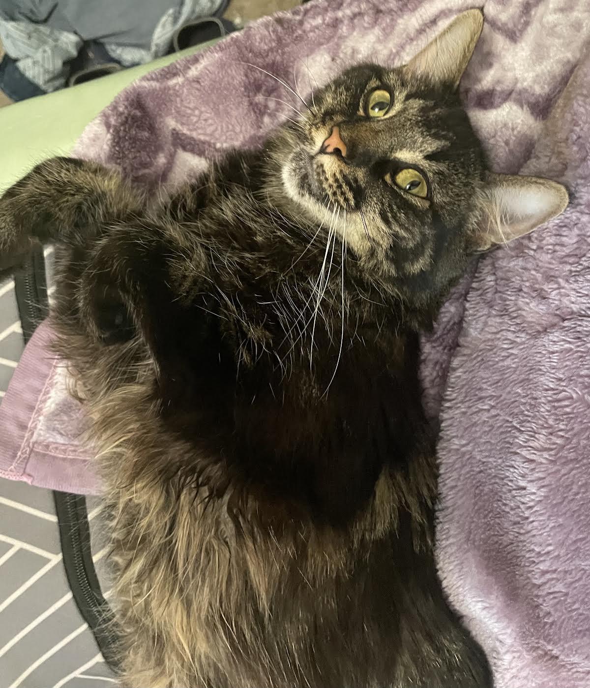 Amber, a Adoptable Domestic Medium Hair in Davis, CA image 3/6