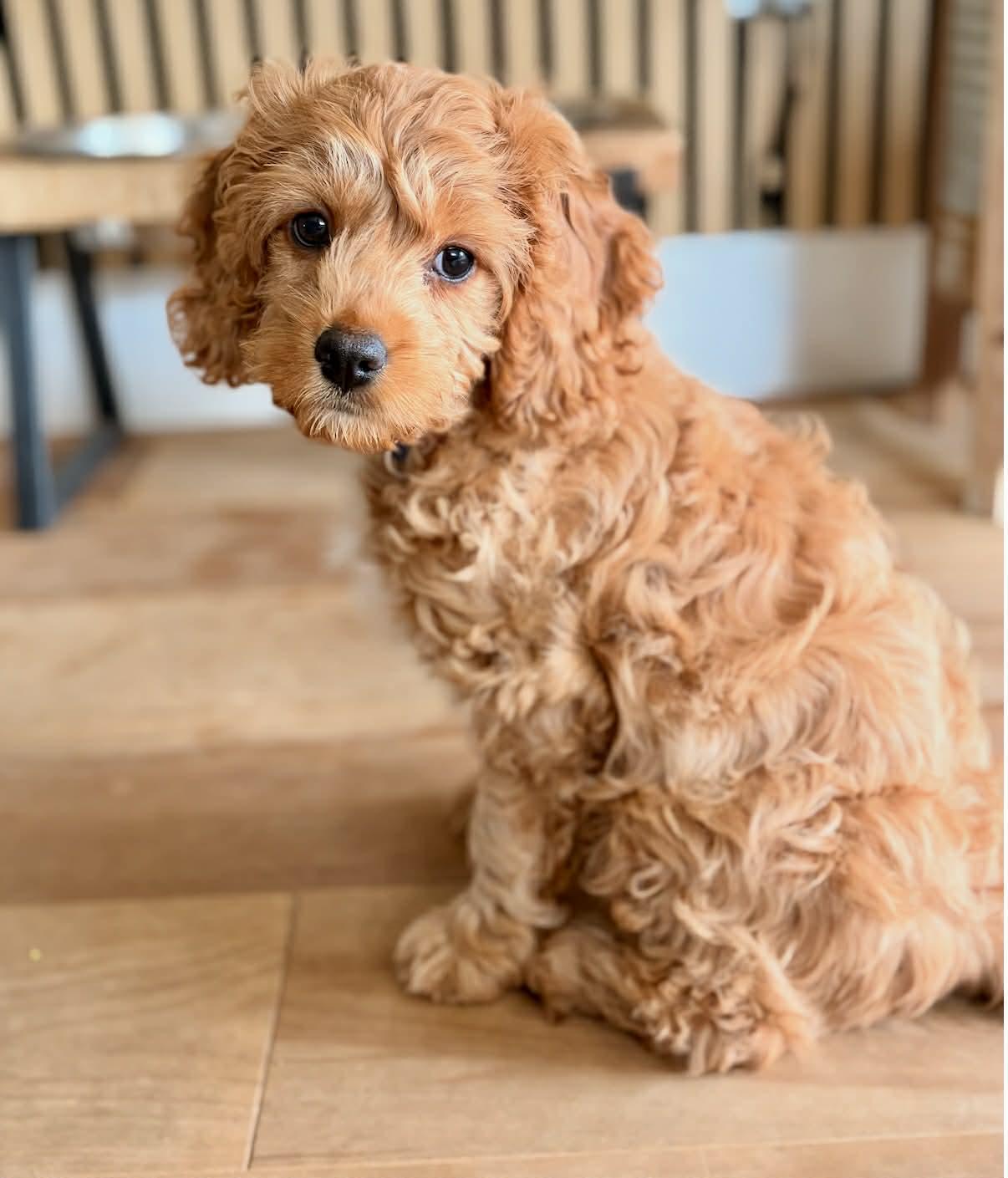 Enlarge KoKo Cabana, an adopted Cockapoo in Scarborough, ON image 4/6