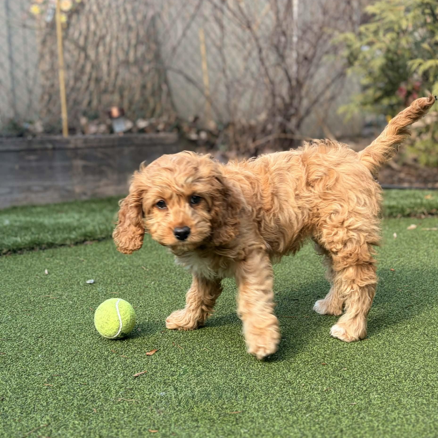 Enlarge KoKo Cabana, an adopted Cockapoo in Scarborough, ON image 3/6