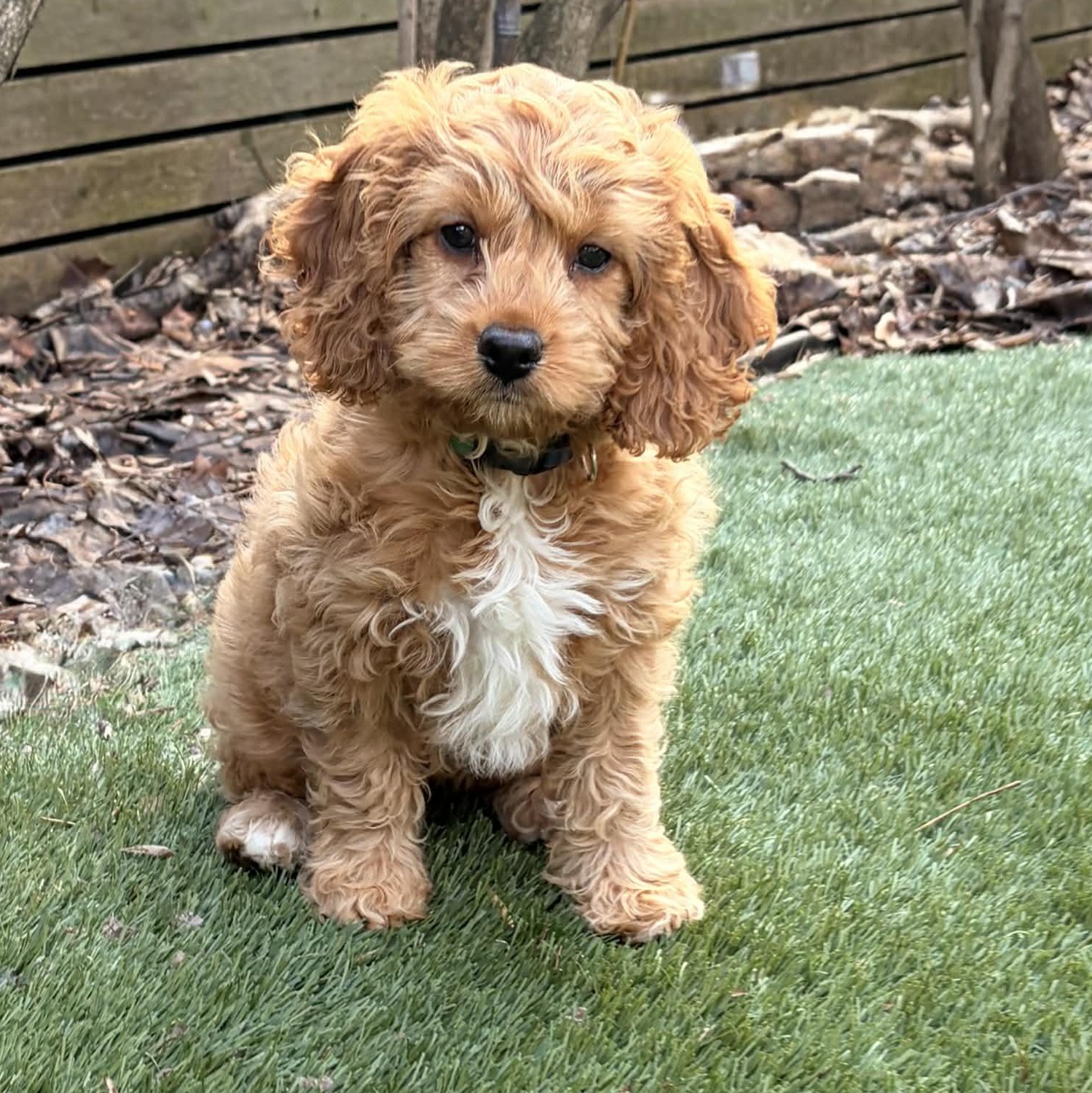 Enlarge KoKo Cabana, an adopted Cockapoo in Scarborough, ON image 1/6