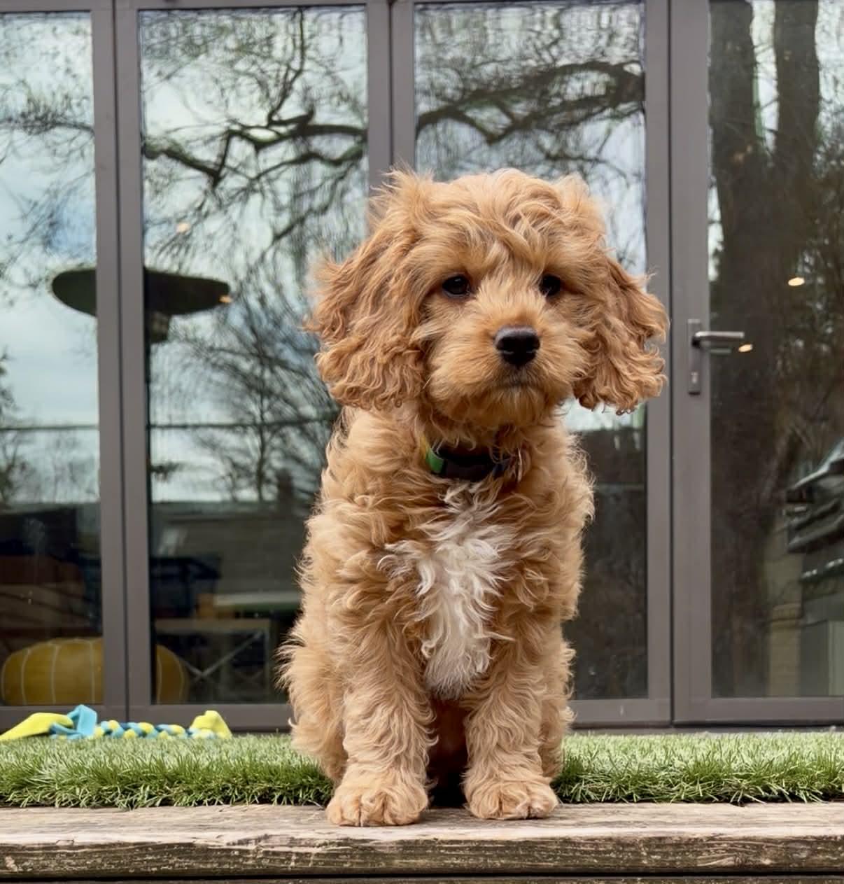 Enlarge KoKo Cabana, an adopted Cockapoo in Scarborough, ON image 5/6