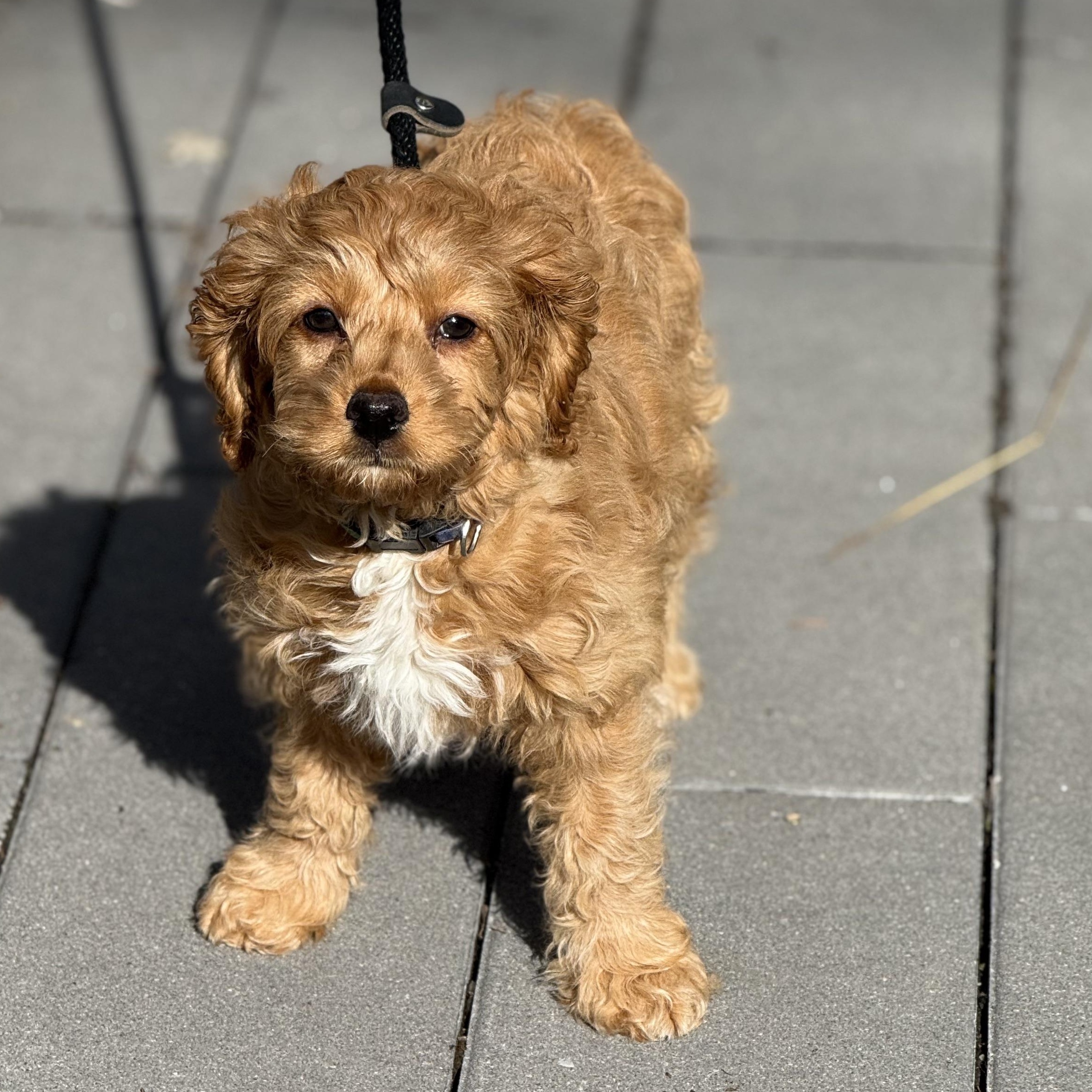 Enlarge KoKo Cabana, an adopted Cockapoo in Scarborough, ON image 2/6