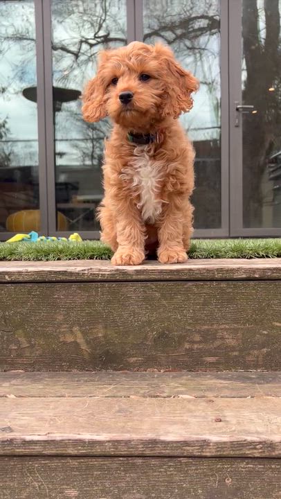 Enlarge KoKo Cabana, an adopted Cockapoo in Scarborough, ON video 6/6