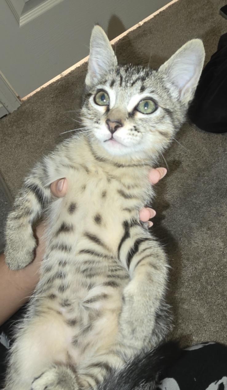Theo, ADOPTABLE, Kitten Male Tabby.