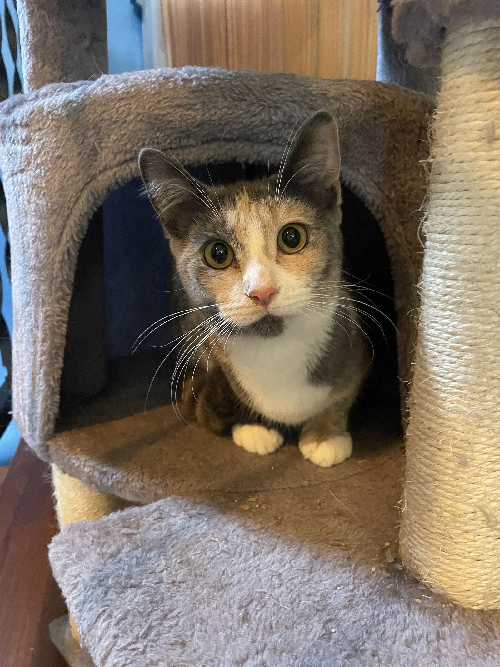 Donut, Adoptable, Kitten Female Domestic Short Hair & Dilute Calico.