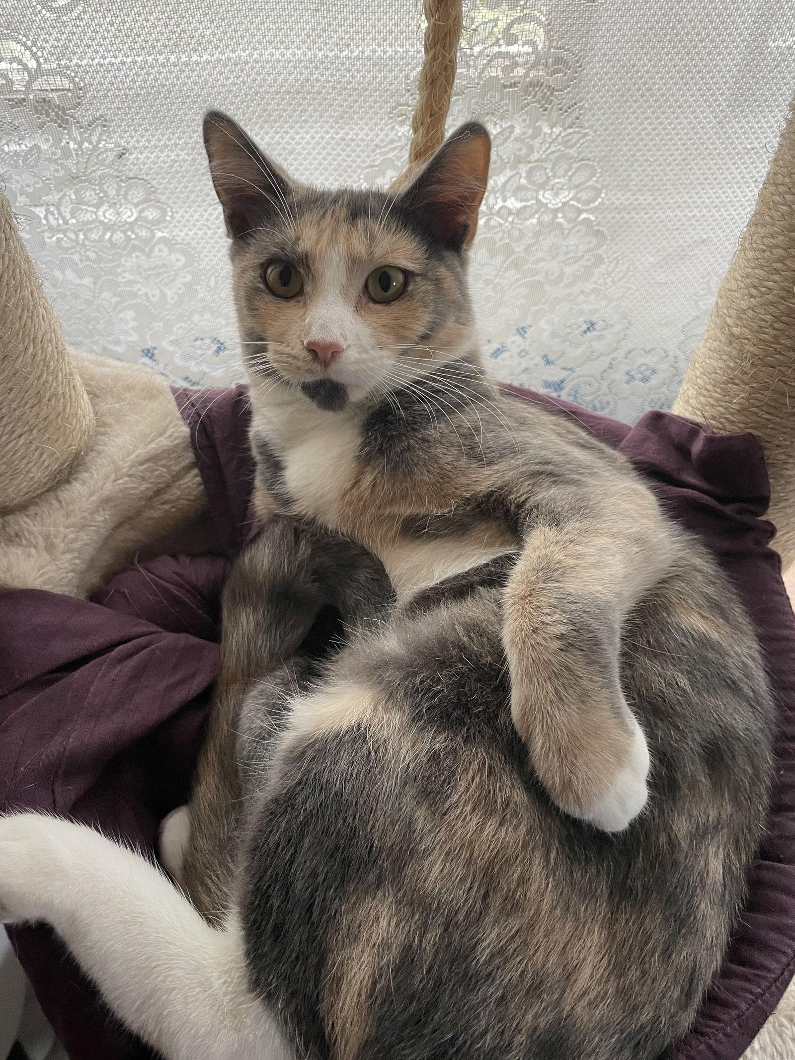 Enlarge Donut, a Adoptable mixed breed in Island Lake, IL image 3/3