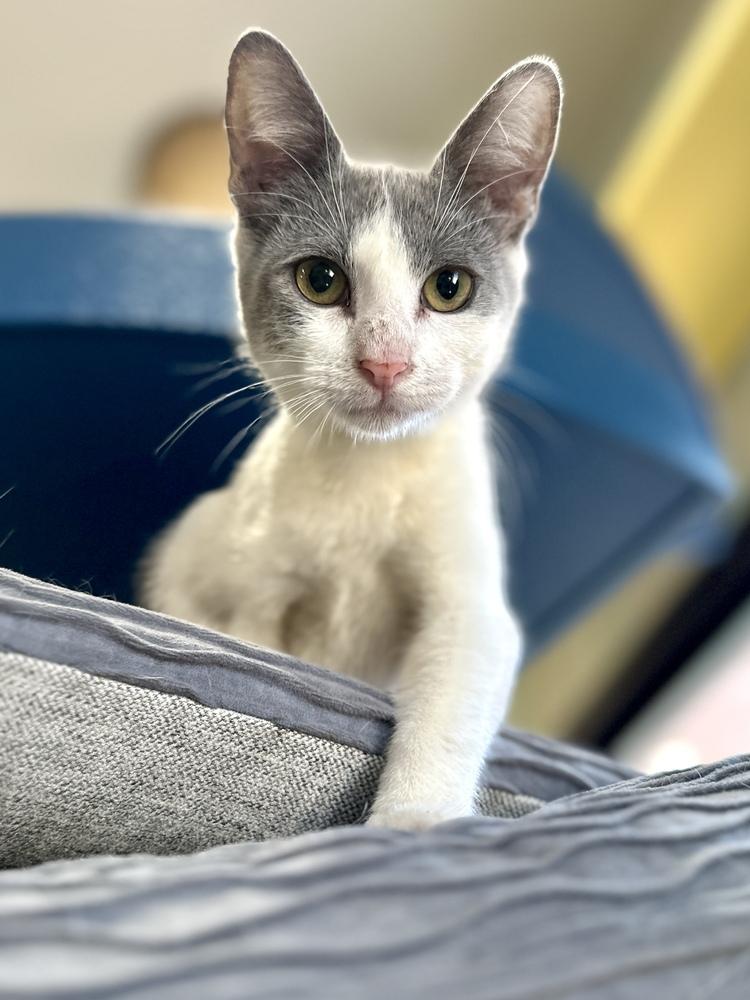 Miss Greyson, Adoptable, Kitten Female American Shorthair & American Shorthair.