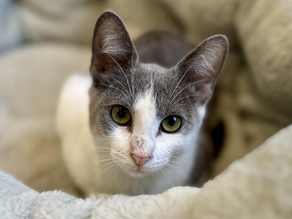 Enlarge Miss Greyson, a Adoptable mixed breed in Austin, TX image 2/5