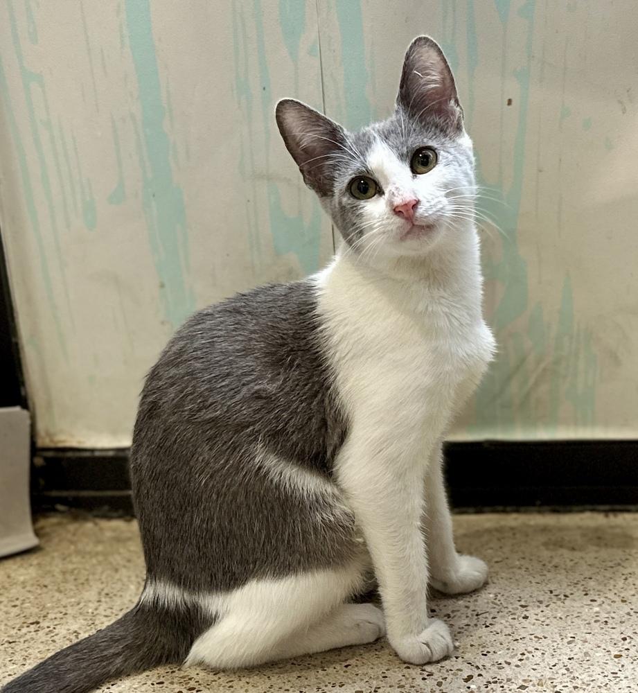 Enlarge Miss Greyson, a Adoptable mixed breed in Austin, TX image 4/5