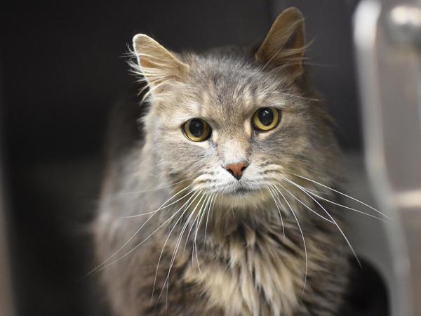 Greyson — thumbnail 2