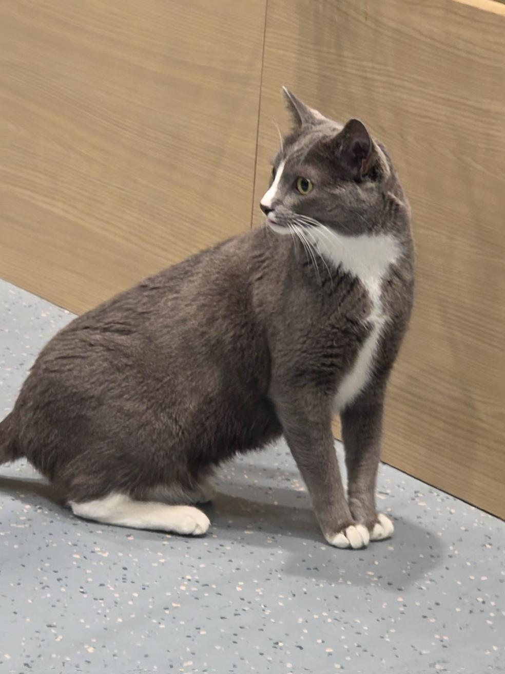 Enlarge Mouse, a Adoptable Domestic Short Hair in Mesquite, NV image 2/5