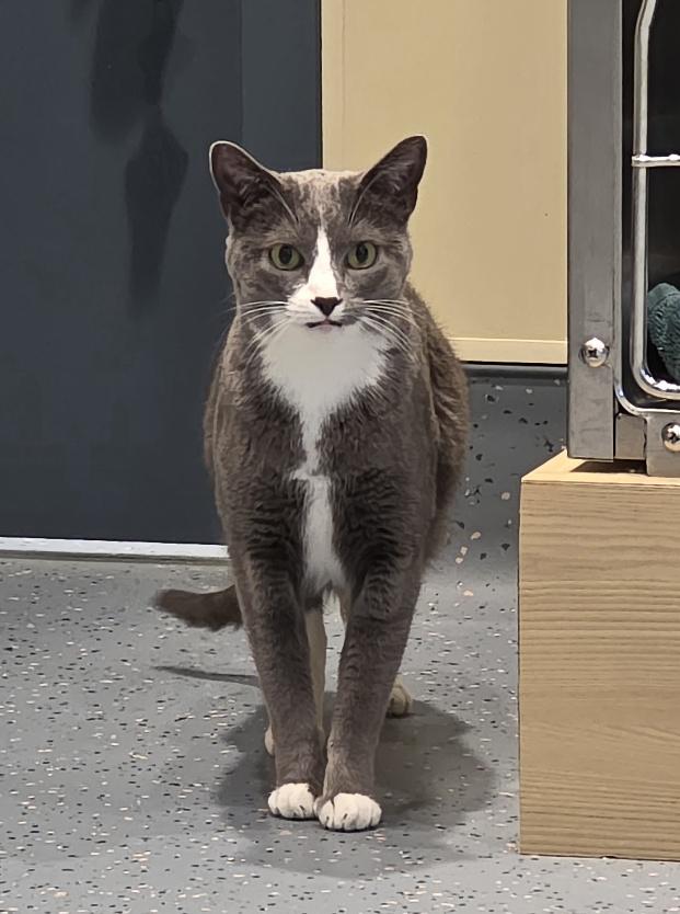 Enlarge Mouse, a Adoptable Domestic Short Hair in Mesquite, NV image 3/5