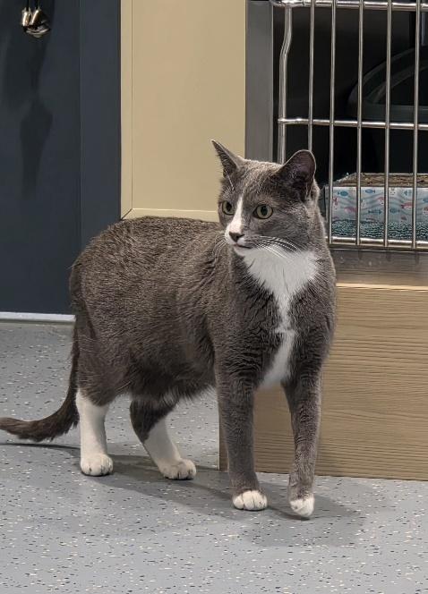 Enlarge Mouse, a Adoptable Domestic Short Hair in Mesquite, NV image 1/5