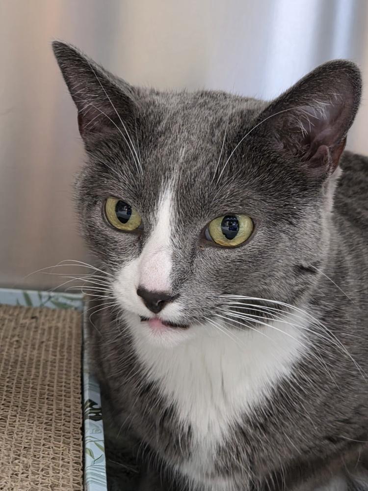 Enlarge Mouse, a Adoptable Domestic Short Hair in Mesquite, NV image 4/5