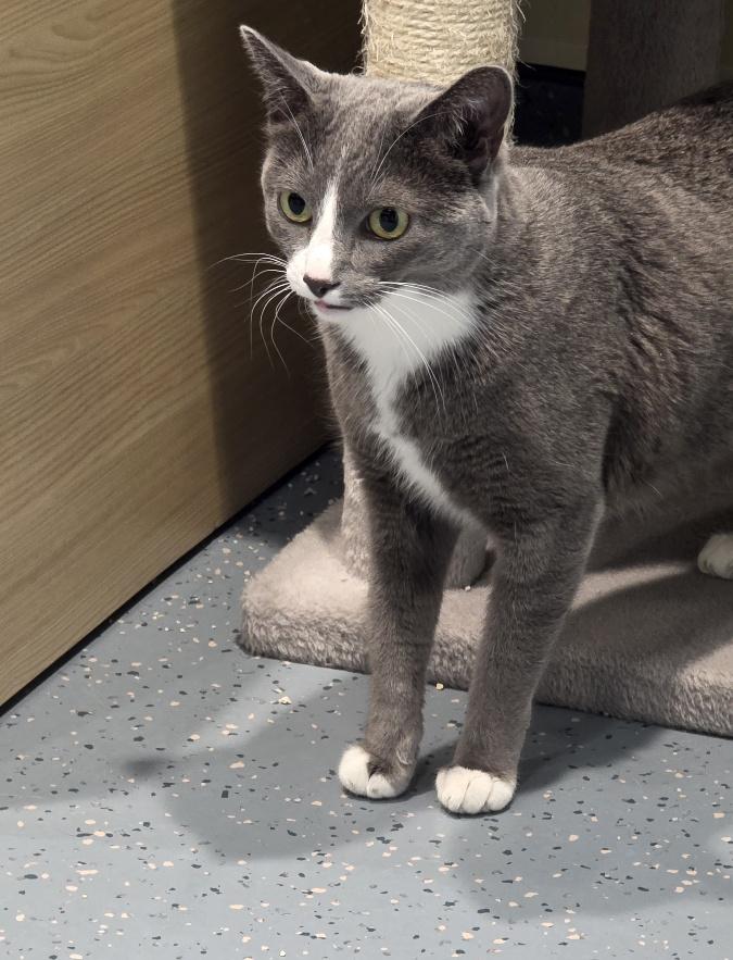 Enlarge Mouse, a Adoptable Domestic Short Hair in Mesquite, NV image 5/5