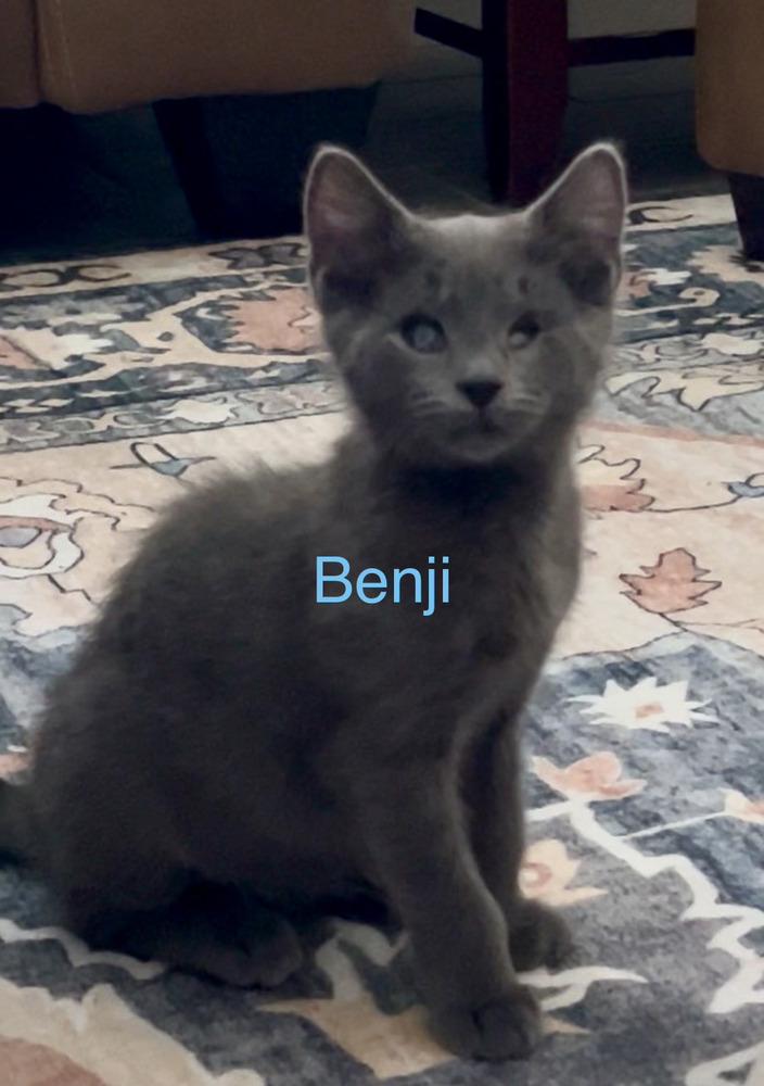 Benji, Adoptable, Kitten Male Russian Blue.