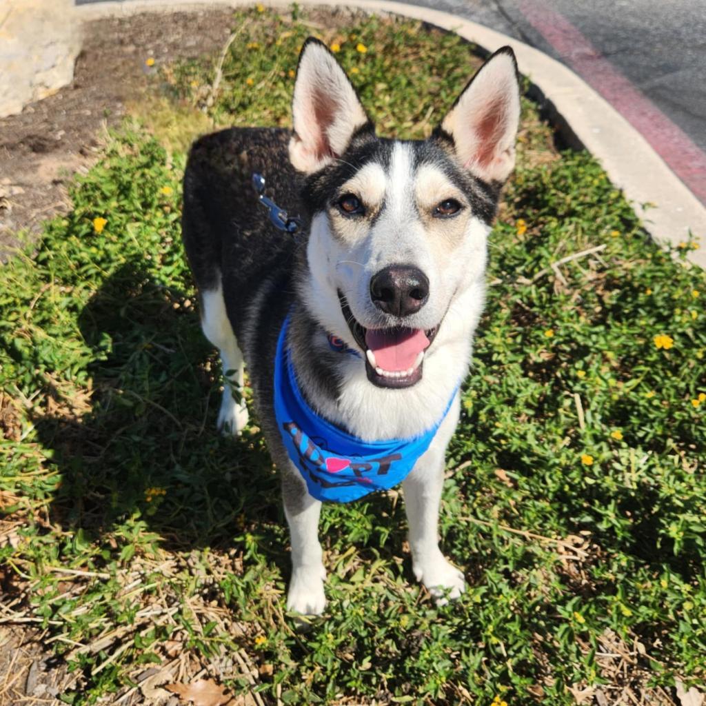 Flash Lightning JuM, Adoptable, Adult Male Husky.