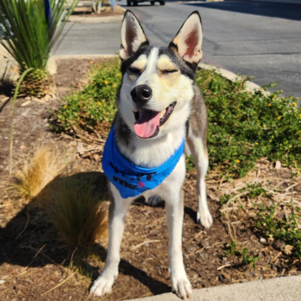 Flash Lightning JuM, a Adoptable Husky in Austin, TX image 2/6