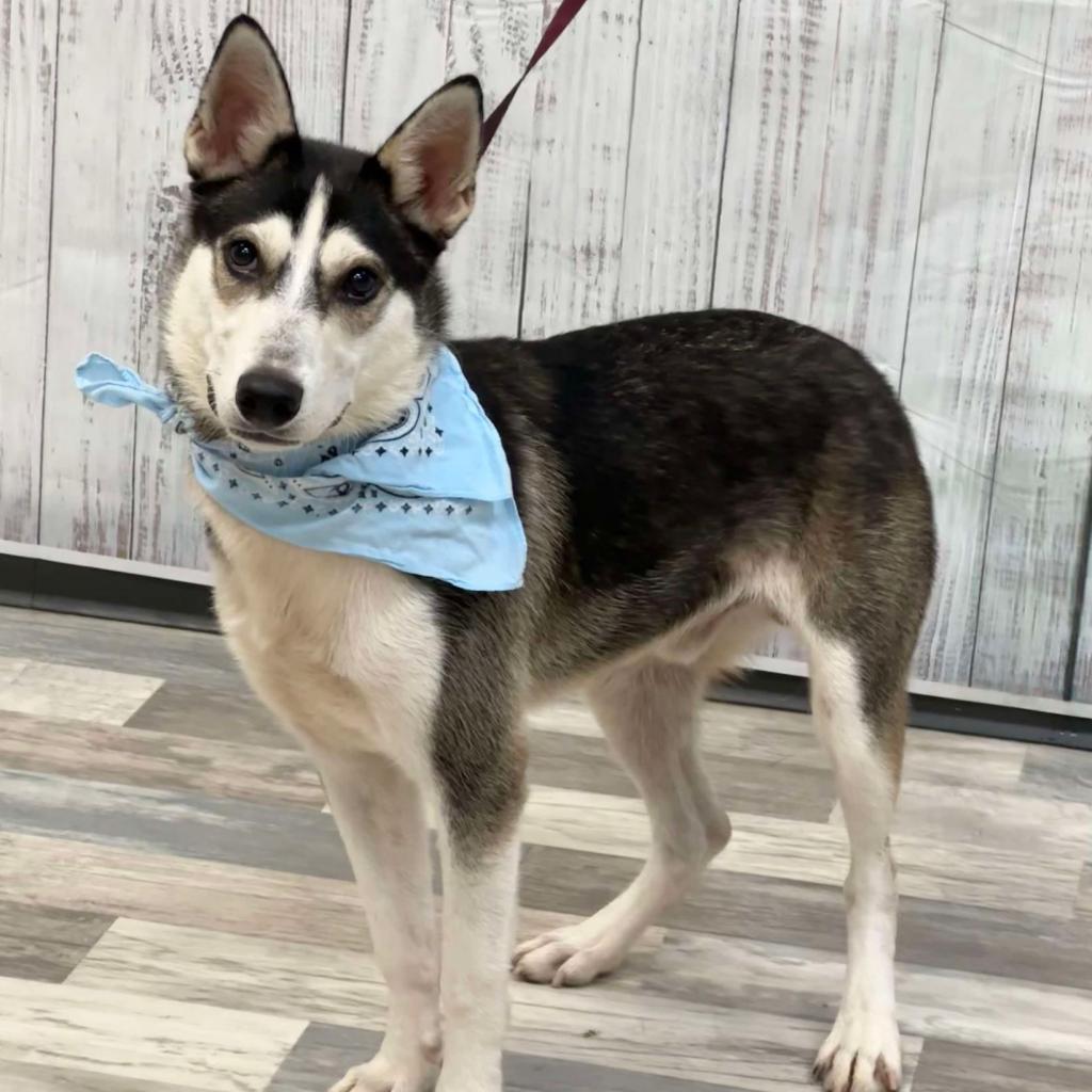 Flash Lightning JuM, a Adoptable Husky in Austin, TX image 3/6