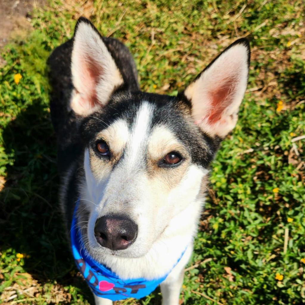 Flash Lightning JuM, a Adoptable Husky in Austin, TX image 4/6