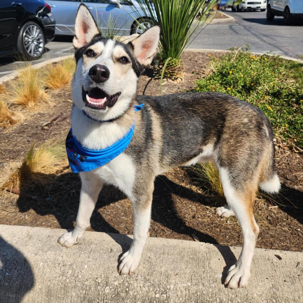 Flash Lightning JuM, a Adoptable Husky in Austin, TX image 5/6