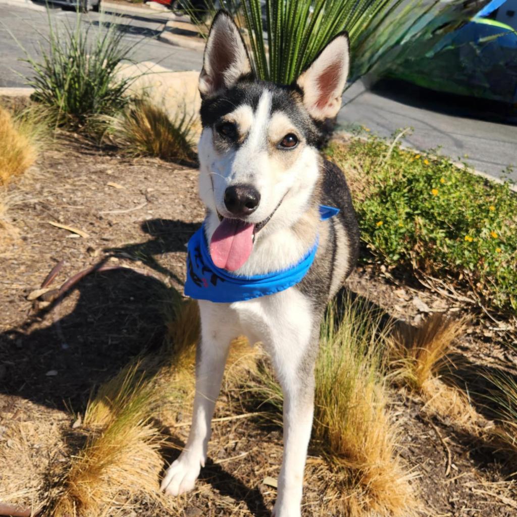 Flash Lightning JuM, a Adoptable Husky in Austin, TX image 6/6