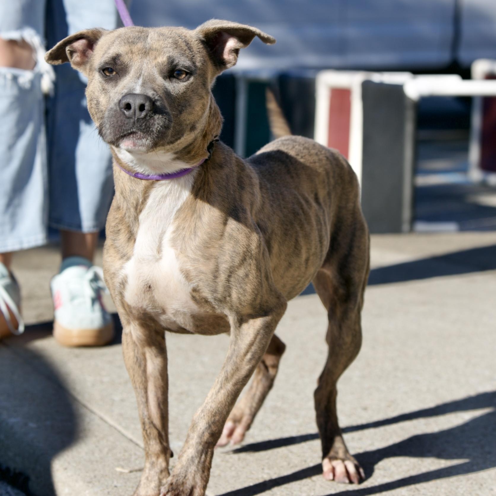 Enlarge Toro, a Adoptable mixed breed in Mount Sterling, KY image 1/3