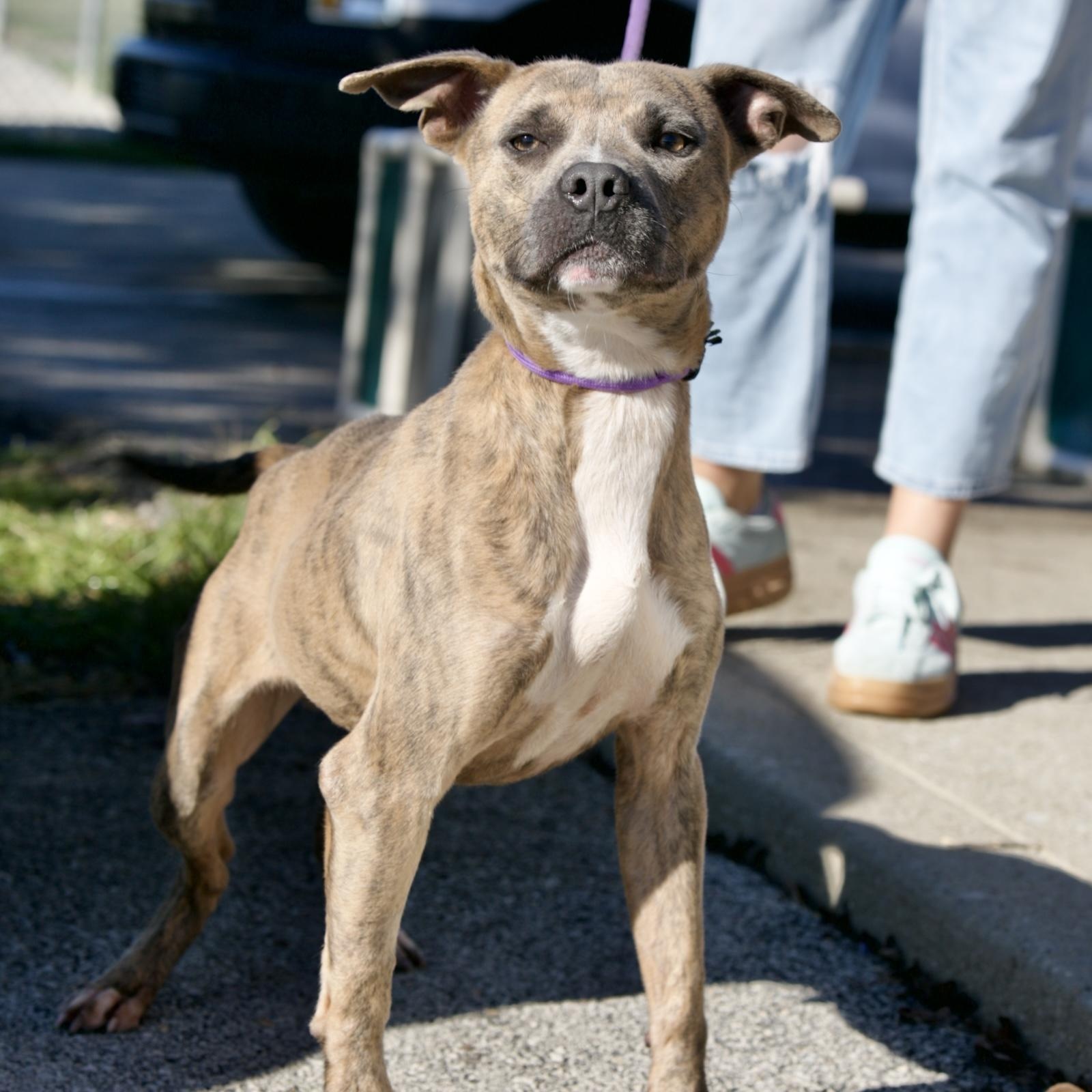Enlarge Toro, a Adoptable mixed breed in Mount Sterling, KY image 2/3