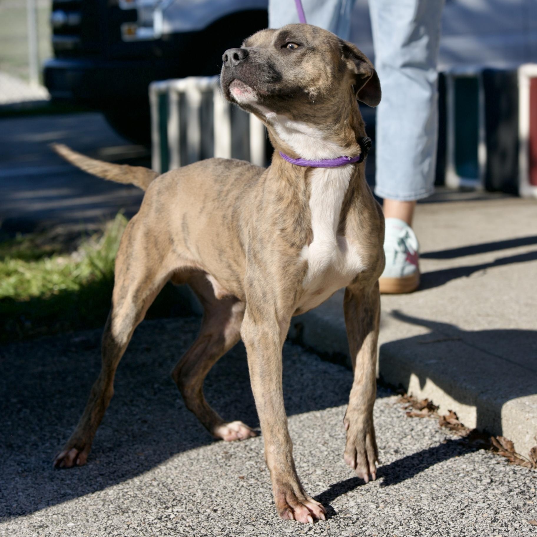 Enlarge Toro, a Adoptable mixed breed in Mount Sterling, KY image 3/3