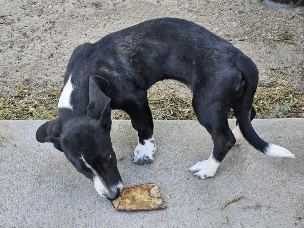 Enlarge Primrose, a Adoptable mixed breed in Willcox, AZ image 1/1