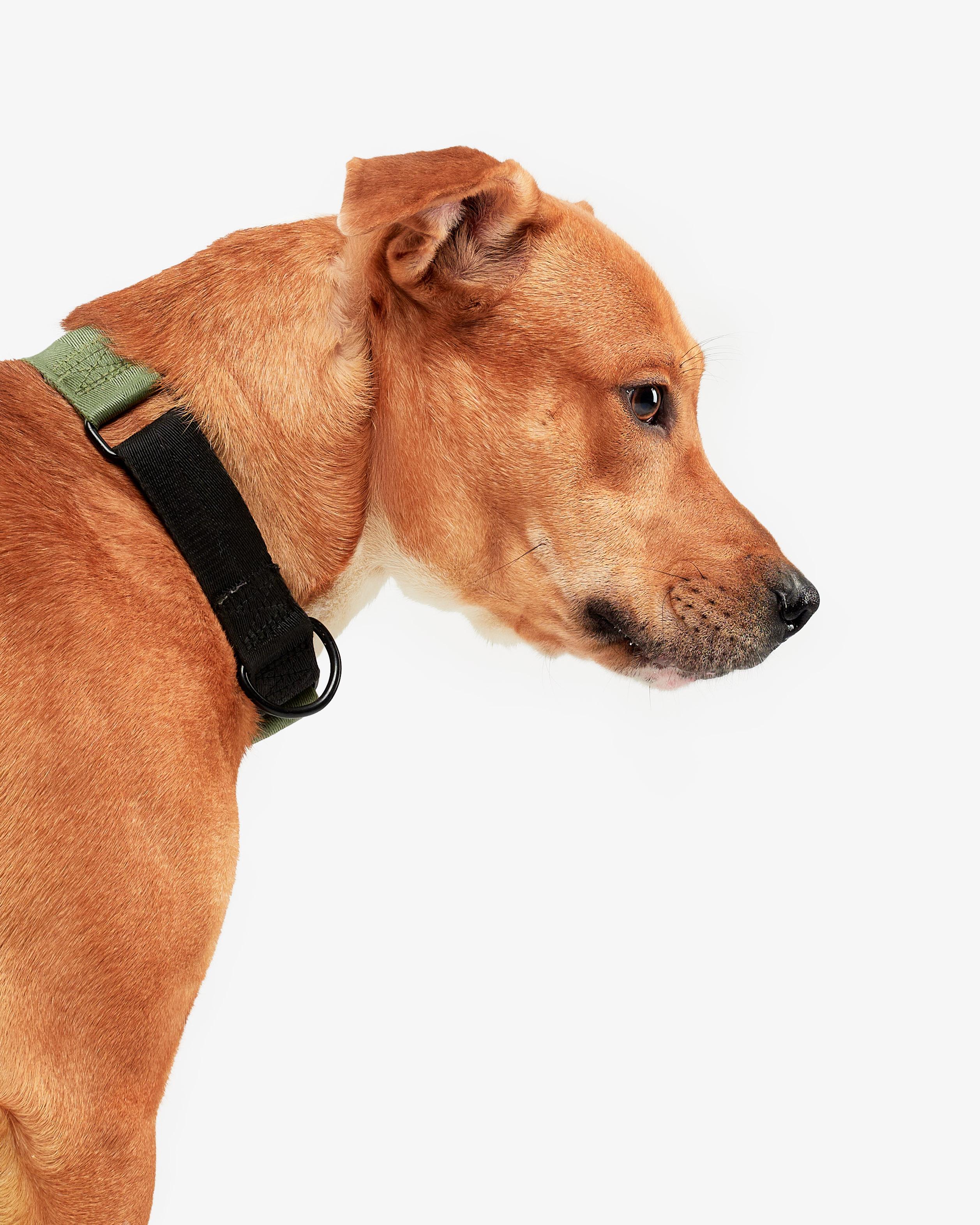 Enlarge Harvey, an adoptable mixed breed in Teterboro, NJ image 5/5