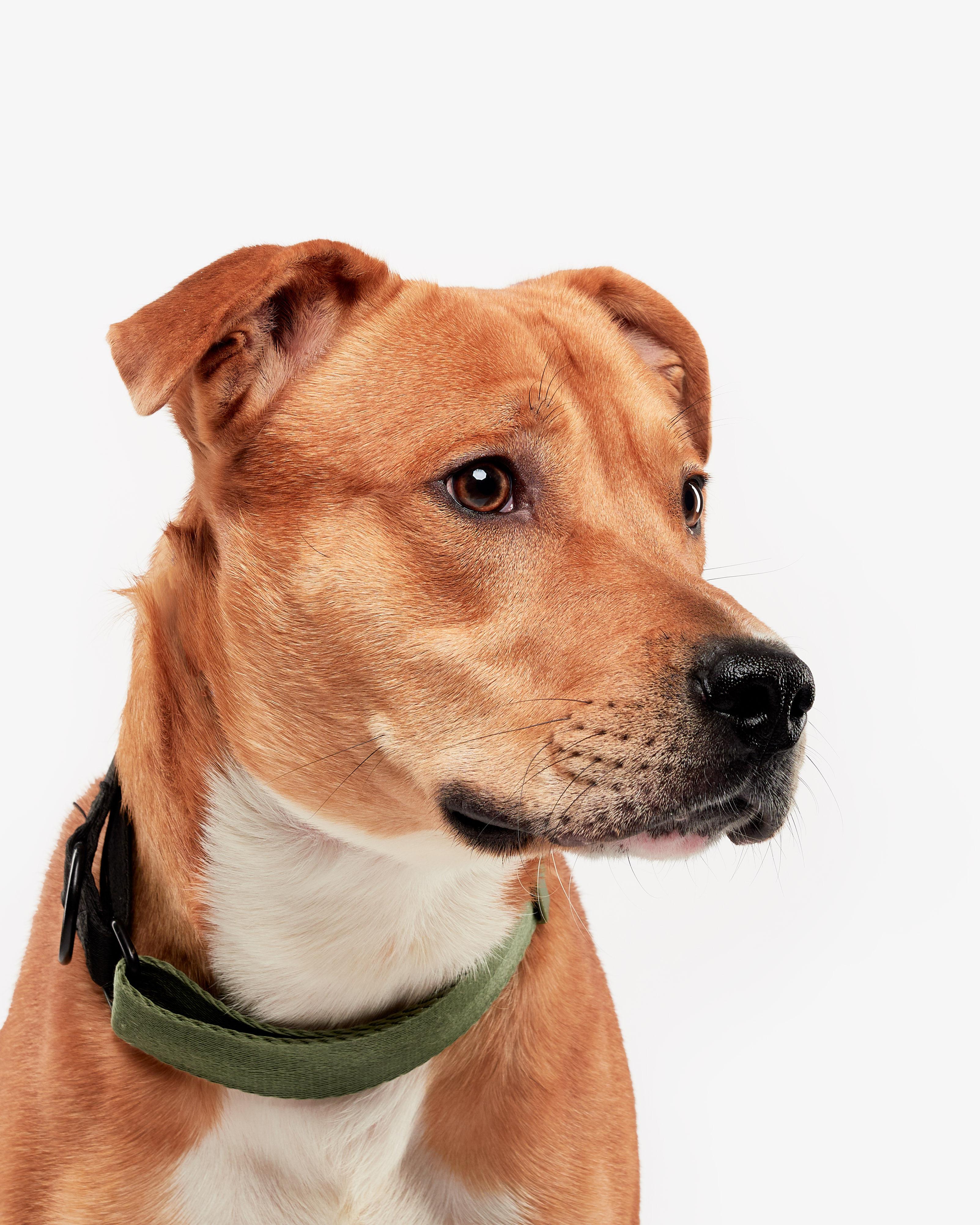 Enlarge Harvey, an adoptable mixed breed in Teterboro, NJ image 4/5