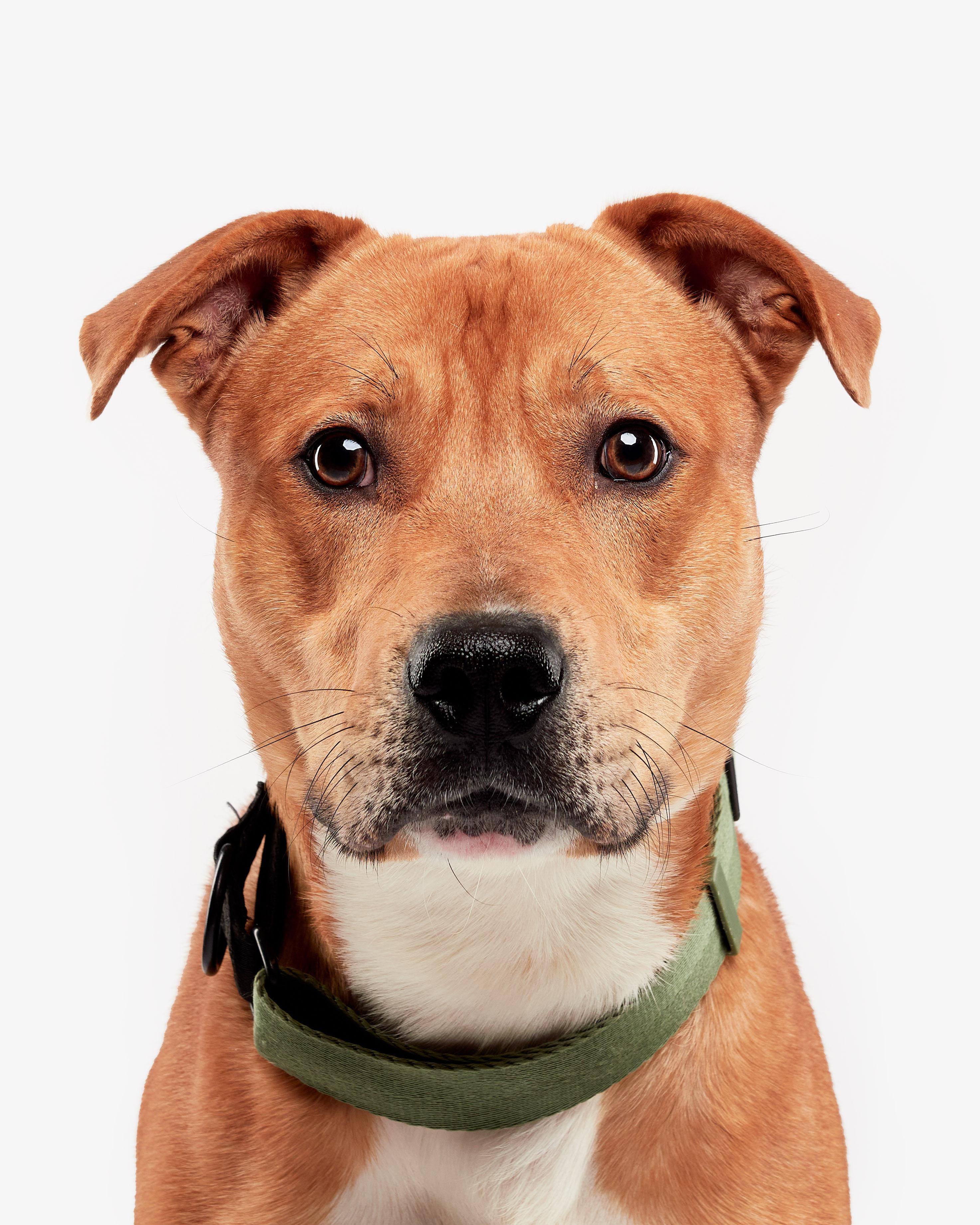 Enlarge Harvey, an adoptable mixed breed in Teterboro, NJ image 1/5