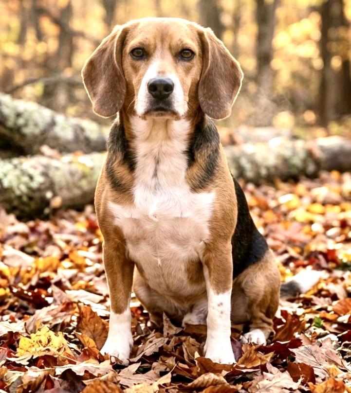 Enlarge Brittany, a Adoptable Beagle in Westfield, NY image 5/5