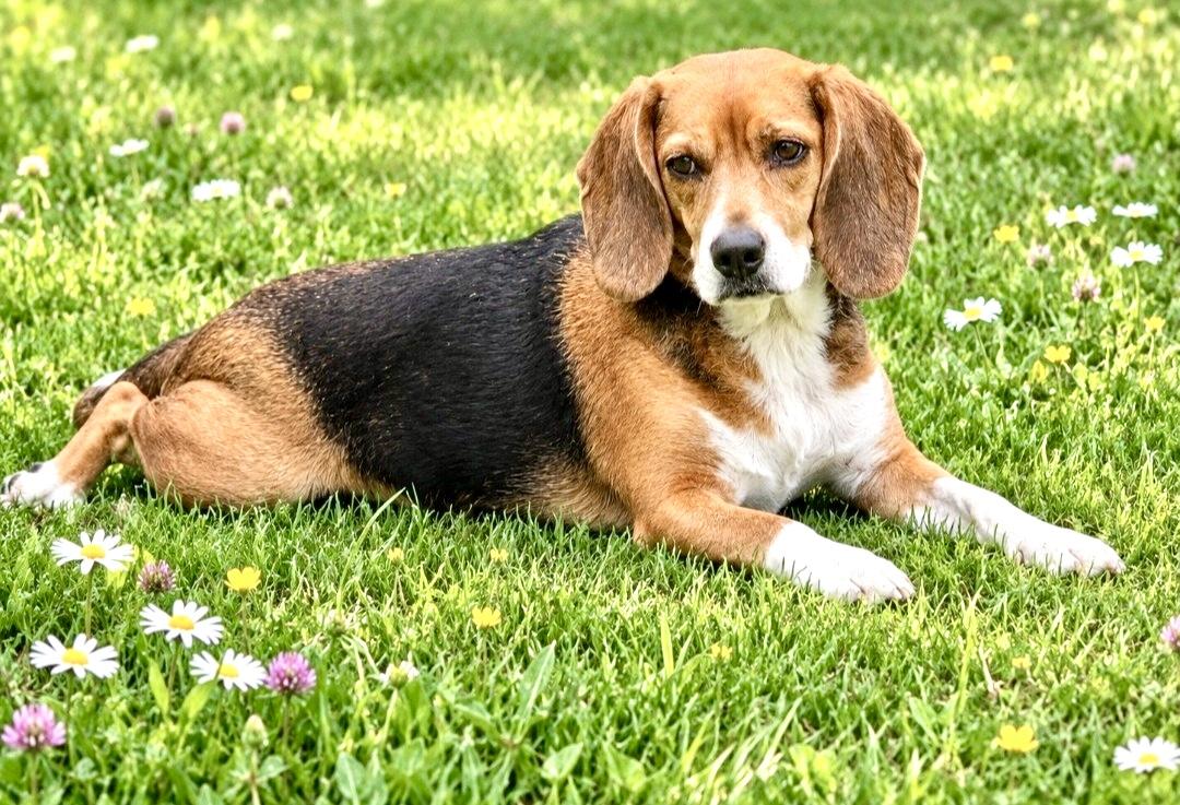 Enlarge Brittany, a Adoptable Beagle in Westfield, NY image 4/5