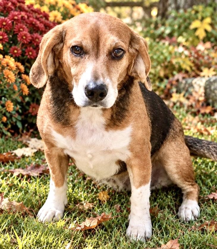 Brittany, Adoptable, Adult Female Beagle.