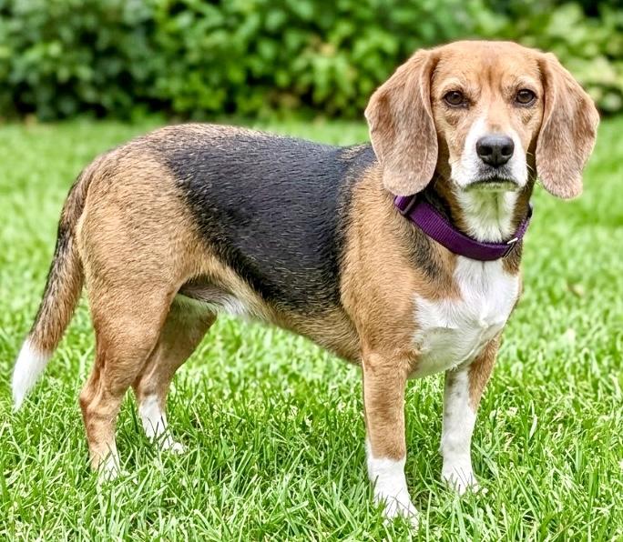 Enlarge Brittany, a Adoptable Beagle in Westfield, NY image 2/5