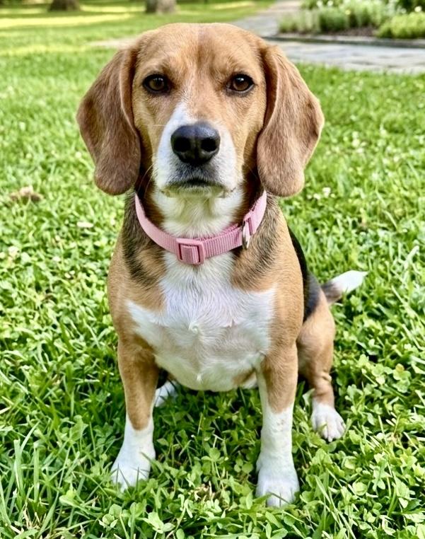 Enlarge Brittany, a Adoptable Beagle in Westfield, NY image 3/5