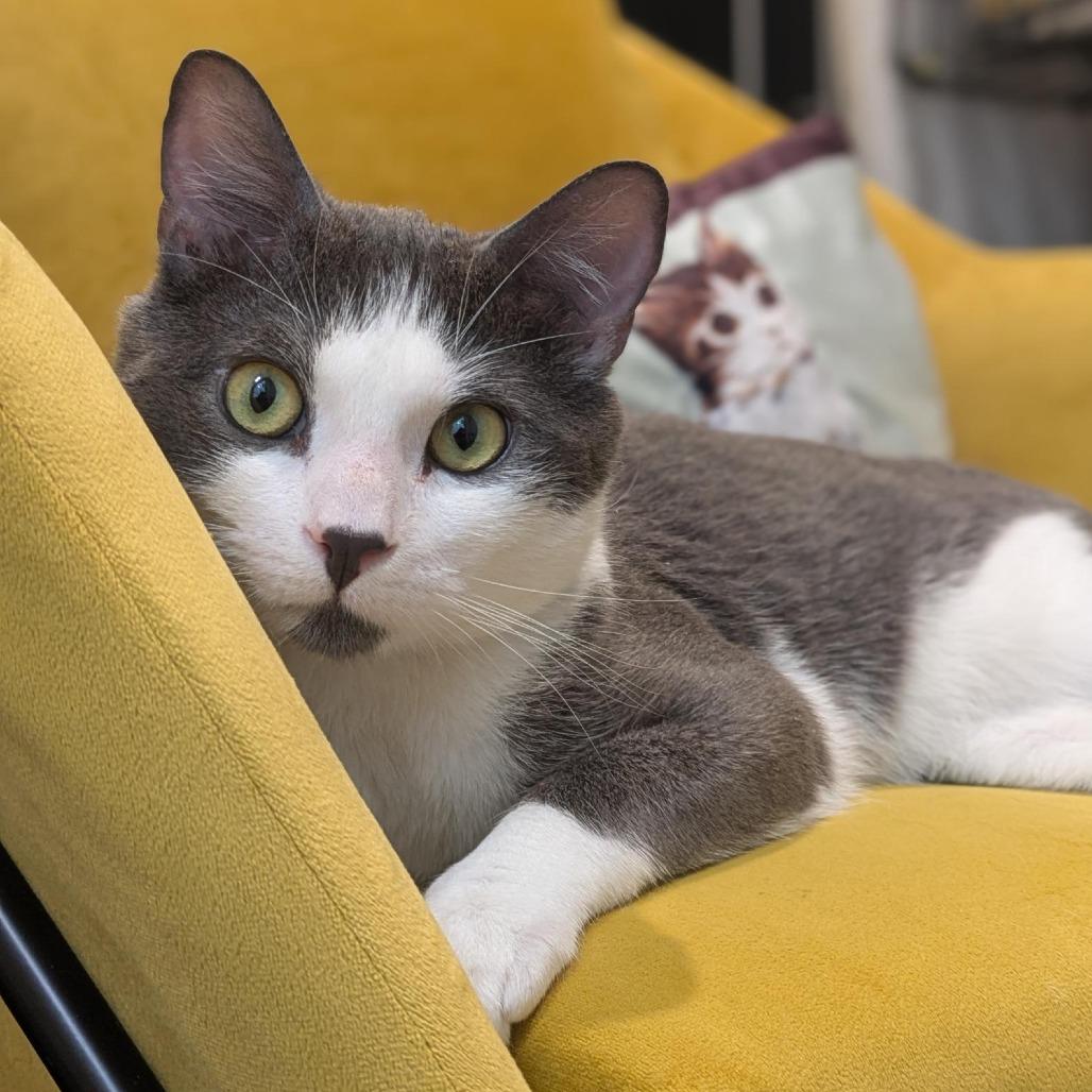 Zoboomafoo, Adoptable, Adult Male Domestic Short Hair.