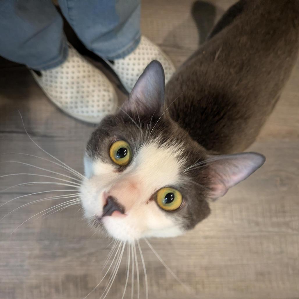 Enlarge Zoboomafoo, a Adoptable Domestic Short Hair in Santa Rosa, CA image 2/4
