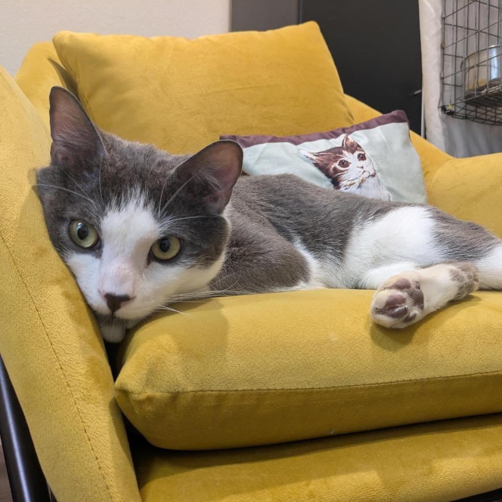 Enlarge Zoboomafoo, a Adoptable Domestic Short Hair in Santa Rosa, CA image 3/4