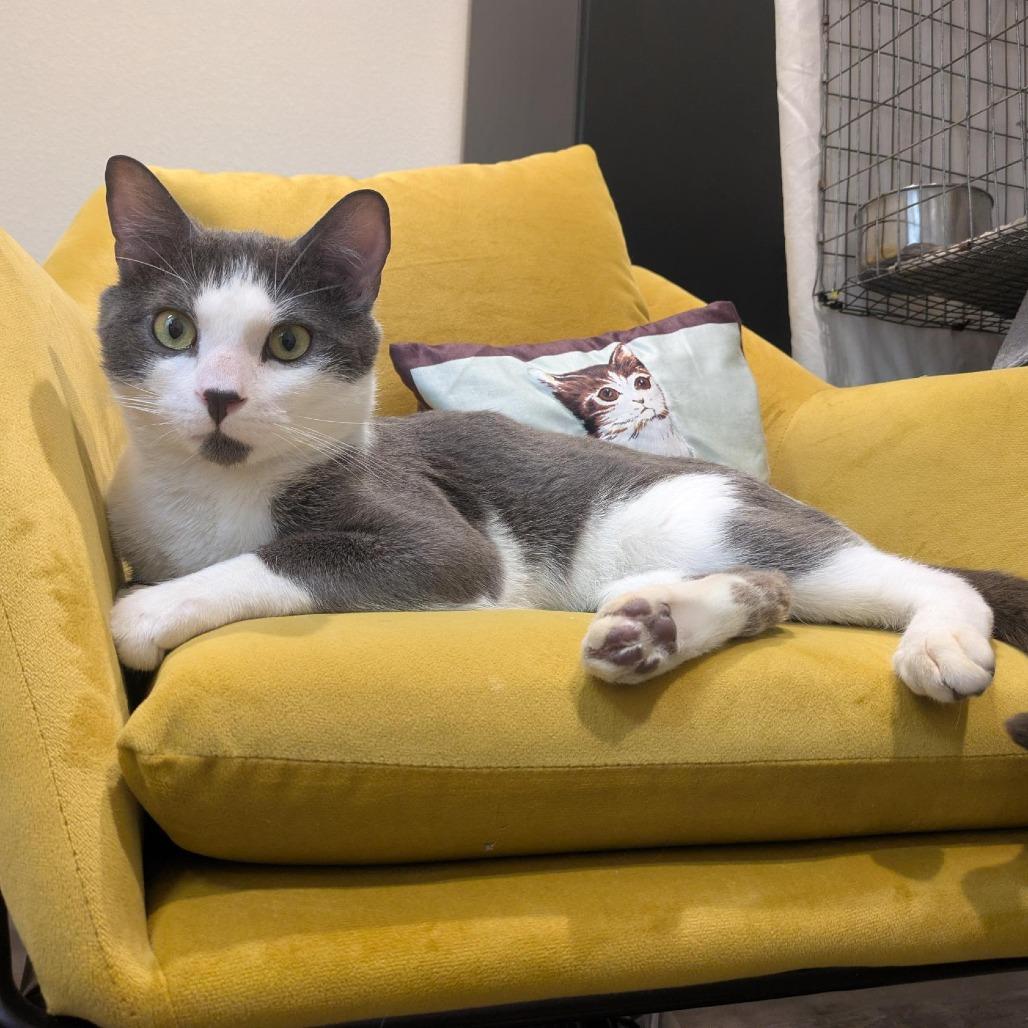 Enlarge Zoboomafoo, a Adoptable Domestic Short Hair in Santa Rosa, CA image 4/4
