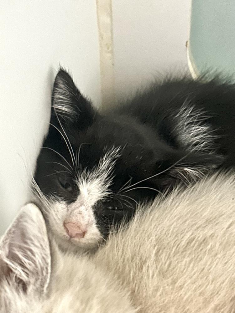 Poboy, Adoptable, Kitten Male Domestic Short Hair.